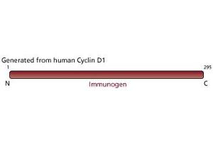 Image no. 2 for anti-Cyclin D1 (CCND1) (full length) antibody (ABIN967430) (Cyclin D1 Antikörper  (full length))