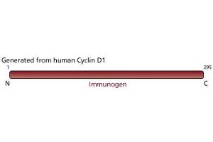 Image no. 2 for anti-Cyclin D1 (CCND1) (full length) antibody (ABIN967430)