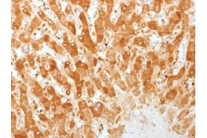 Formalin-fixed, paraffin-embedded human Liver stained with Connexin 32 Monoclonal Antibody (GJB1/1753) (GJB1 Antikörper)