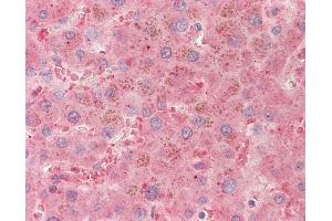 Anti-PLG / Plasmin / Plasminogen antibody IHC staining of human liver. (PLG Antikörper)