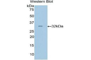 Western Blotting (WB) image for anti-GRB2-Related Adaptor Protein 2 (GRAP2) (AA 20-262) antibody (ABIN1859062) (GRAP2 Antikörper  (AA 20-262))