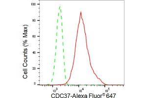 Flow cytometric analysis of CDC37 expression in HT- cells using CDC37 antibody (ABIN7798010), 1:2,000). (Rekombinanter CDC37 Antikörper)