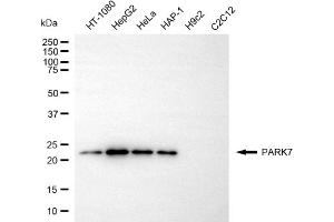 Western blotting analysis using PARK7 antibody (ABIN7799737). (PARK7/DJ1 Antikörper)