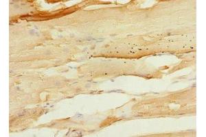 Immunohistochemistry of paraffin-embedded human skeletal muscle tissue using ABIN7167513 at dilution of 1:100 (PTPRO Antikörper  (AA 30-300))