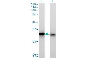 Western Blot analysis of HMGB1 expression in transfected 293T cell line by HMGB1 monoclonal antibody (M03), clone 1B11. (HMGB1 Antikörper  (AA 1-215))