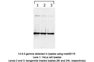 Image no. 1 for anti-14-3-3 gamma (YWHAG1) (N-Term) antibody (ABIN1721844) (14-3-3 gamma Antikörper  (N-Term))