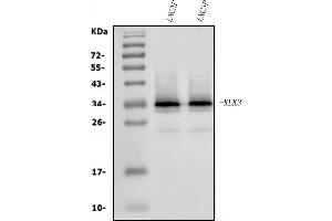 Western blot analysis of Prostate Specific Antigen/KLK3 using anti-Prostate Specific Antigen/KLK3 antibody (ABIN7602214). (Prostate Specific Antigen Antikörper  (AA 64-255))