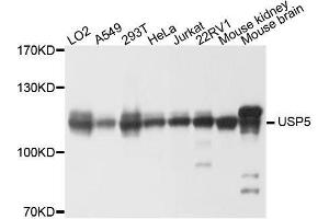 Western blot analysis of extracts of various cell lines, using USP5 antibody. (USP5 Antikörper  (AA 1-280))