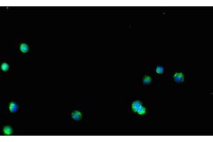 Immunofluorescent analysis of HepG2 cells using ABIN7154242 at dilution of 1:100 and Alexa Fluor 488-congugated AffiniPure Goat Anti-Rabbit IgG(H+L) (GLT8D1 Antikörper  (AA 33-332))