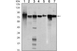 Western blot analysis using STAT5B mouse mAb against Hela (1), K562 (2), NIH/3T3 (3), C6 (4), HEK293 (5), Jurkat (6) and HL-60 (7) cell lysate. (STAT5B Antikörper)