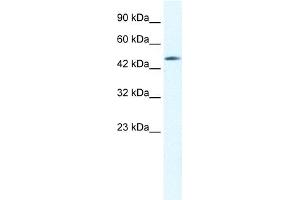 WB Suggested Anti-CX40. (GJD4 Antikörper  (C-Term))