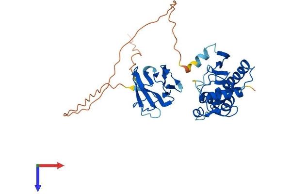 Aprataxin Protein (APTX) (AA 1-356) (His tag)