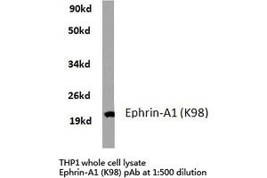 Western blot (WB) analyzes of Ephrin-A1 antibody in extracts from THP1 cells. (Ephrin A1 Antikörper)