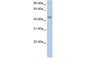 FARS2 antibody used at 5 ug/ml to detect target protein.