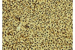 ABIN6277543 at 1/100 staining Mouse liver tissue by IHC-P. (SDCBP Antikörper  (Internal Region))