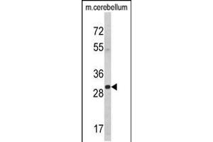 Western blot analysis of YWHAG Antibody in mouse cerebellum tissue lysates (35ug/lane) (14-3-3 gamma Antikörper  (AA 136-164))