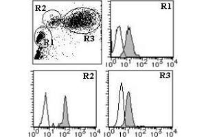 Flow cytometric analysis of CD98hc expression on human lymphocyte (R1), monocyte (R2) and granulocyte (R3) using AM26553FC-S. (SLC3A2 Antikörper  (FITC))
