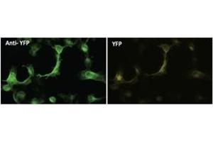 Immunofluorescence (IF) image for anti-Yellow Fluorescent Protein (YFP) antibody (ABIN6254248) (YFP Antikörper)