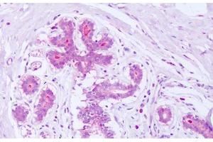 Anti-Syntenin antibody IHC staining of human breast. (SDCBP Antikörper  (AA 6-19))