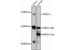 Western blot analysis of extracts of various cell lines, using BRD4 Rabbit mAb (ABIN7265945) at 1:1000 dilution. (BRD4 Antikörper)