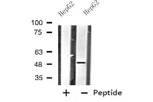 Western blot analysis of extracts from HepG2 cells using HTR1B antibody. (5HT1B Receptor Antikörper  (Internal Region))