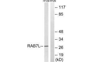 Western blot analysis of extracts from HT-29 cells, using RAB7L1 antibody. (RAB7L1 Antikörper  (Internal Region))
