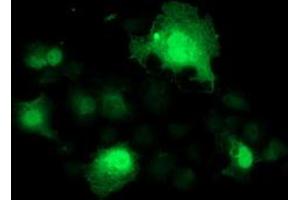 Anti-SMS mouse monoclonal antibody (ABIN2454718) immunofluorescent staining of COS7 cells transiently transfected by pCMV6-ENTRY SMS (RC200619). (SMS Antikörper)