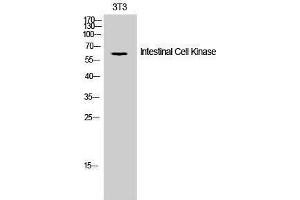 Western Blotting (WB) image for anti-Intestinal Cell (MAK-Like) Kinase (ICK) (Tyr61) antibody (ABIN3175682) (ICK Antikörper  (Tyr61))