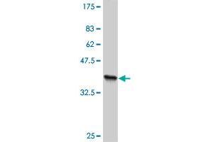 Western Blot detection against Immunogen (36. (TLN1 Antikörper  (AA 1052-1149))