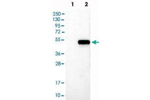 Western blot analysis of Lane 1: Negative control (vector only transfected HEK293T lysate), Lane 2: Over-expression Lysate (Co-expressed with a C-terminal myc-DDK tag (~3. (NFE2 Antikörper)