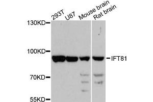 Western blot analysis of extracts of various cell lines, using IFT81 antibody (ABIN6293234) at 1:3000 dilution. (IFT81 Antikörper)