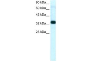 Western Blotting (WB) image for anti-TIA1 Cytotoxic Granule-Associated RNA Binding Protein-Like 1 (TIAL1) antibody (ABIN2463661)