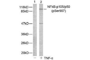 Western blot analysis of extract from HeLa cells untreated or treated with TNF-α using NF-κB p105/p50 (phospho-Ser907) antibody (E011019). (NFKB1 Antikörper  (pSer907))