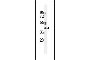 NT5DC4 Antibody (Center) (ABIN655355 and ABIN2844914) western blot analysis in HepG2 cell line lysates (35 μg/lane). (NT5DC4 Antikörper  (AA 172-200))