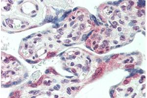 Human Placenta (formalin-fixed, paraffin-embedded) stained with CENPF antibody ABIN396951 at 10 ug/ml followed by biotinylated anti-mouse IgG secondary antibody ABIN481714, alkaline phosphatase-streptavidin and chromogen. (CENPF Antikörper  (AA 1759-2093))