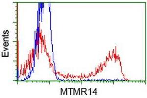 HEK293T cells transfected with either RC207732 overexpress plasmid (Red) or empty vector control plasmid (Blue) were immunostained by anti-MTMR14 antibody (ABIN2453332), and then analyzed by flow cytometry. (MTMR14 Antikörper)