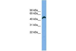 Human HeLa; WB Suggested Anti-APBB3 Antibody Titration: 0. (APBB3 Antikörper  (N-Term))