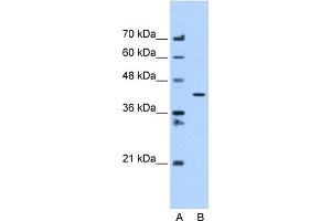 C20ORF3 antibody used at 1.