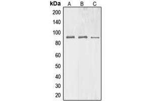 Western blot analysis of BAG3 expression in HEK293T (A), Raw264.