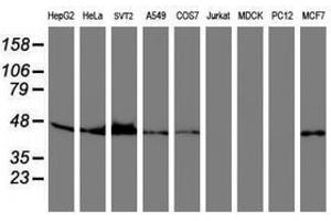 Image no. 1 for anti-serpin Peptidase Inhibitor, Clade B (Ovalbumin), Member 6 (SERPINB6) antibody (ABIN1500892)