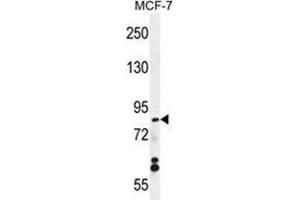 WDR27 Antibody (N-term) western blot analysis in MCF-7 cell line lysates (35 µg/lane). (WDR27 Antikörper  (N-Term))