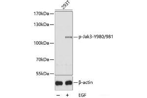 Western blot analysis of extracts of 293T cells using Phospho-Jak3(Y980/981) Polyclonal Antibody. (JAK3 Antikörper  (pTyr980, pTyr981))
