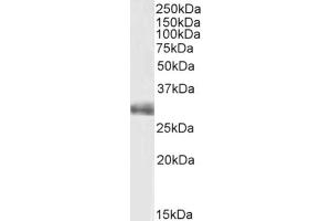 (ABIN870664) (0. (FGF5 Antikörper  (C-Term))