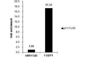 Chromatin Immunoprecipitation (ChIP) image for anti-Far Upstream Element (FUSE) Binding Protein 1 (FUBP1) antibody (ABIN2855856)