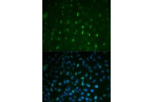 Immunofluorescence analysis of U2OS cell using Phospho-Histone H2A. (H2AFX Antikörper  (pSer139))