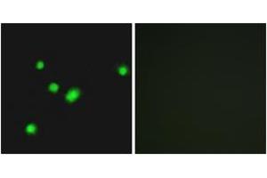Immunofluorescence (IF) image for anti-MutY Homolog (E. Coli) (MUTYH) (AA 151-200) antibody (ABIN2890016) (MUTYH Antikörper  (AA 151-200))