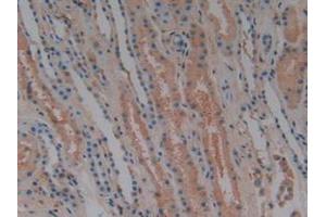 IHC-P analysis of Human Kidney Tissue, with DAB staining. (Complement Factor H Antikörper  (AA 860-1231))