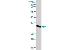 HLA-DRA MaxPab polyclonal antibody. (HLA-DRA Antikörper  (AA 1-254))