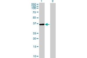 Western Blot analysis of IREB2 expression in transfected 293T cell line by IREB2 MaxPab polyclonal antibody. (IREB2 Antikörper  (AA 1-343))