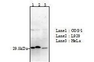 Western Blotting (WB) image for anti-Glyoxalase I (GLO1) (full length) antibody (ABIN2451990) (GLO1 Antikörper  (full length))